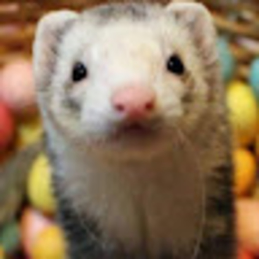 Meet your Posher, Roxanna